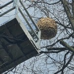 gnezdo, azijski sršen, Hürth