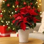 bozicna-zvezda, namizna-dekoracija