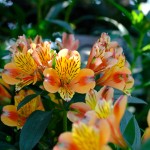 balkonsko-cvetje, ureditev-vrta