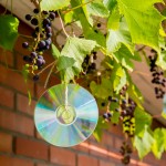 vrt, ptice-na-vrtu, zgoscenka