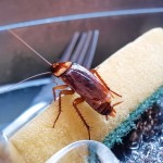 scurki, borova-kislina