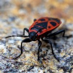 rdeci-skratec, kapusova-stenica