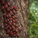 rdeci-skratec, kapusova-stenica