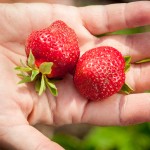 zelenjava, sveza-zelenjava