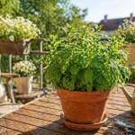 meta, balkon, zelisca