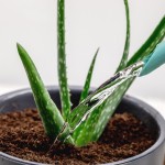 aloe-vera