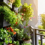 samooskrba, vrt, balkon, urbano-vrtnarjenje