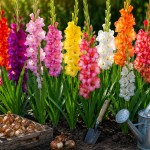 gladiole, balkonsko-cvetje