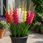 gladiole, balkonsko-cvetje