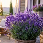 lavanda, sivka