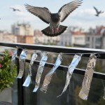 golobi, balkon