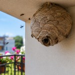 srseni-balkon, srsen, srsenje-gnezdo