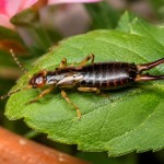 striglice