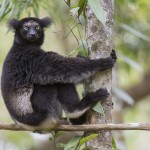 lamur, indri, madagaskar
