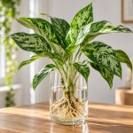 Aglaonema v vodi