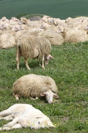 Čreda ovc pojedla 100 kilogramov konoplje; pastir začuden nad vedenjem