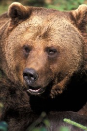 Ministrstvo sledilo stroki: Letos bodo odstrelili 176 medvedov