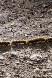 Spoznali jih boste po povorki, nevarne pa so njihove dlačice