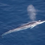 neznani kit