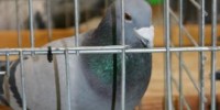 104309_188385_golob