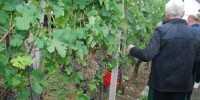 FOTO: Božo Vidmar