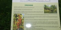 FOTO: Božo Vidmar