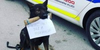 Policist pes