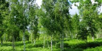 Belokranjske breze