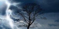 drevo strela nevihta