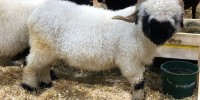 Waliserska ─Źrnonosa ovca