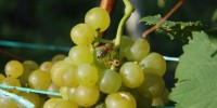 trgatev, semič, vinograd, malnarič