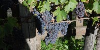 vinograd, trgatev, vzorčni-vinograd, semič