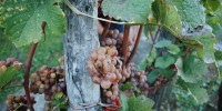 v-vzorčnem-vinogradu, trgatev, vzorčni-vinograd, semič, grozdje