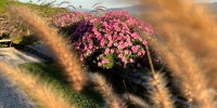 IMG_4907