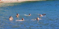 debeli-rtic, rdeci-kriz-novo-mesto