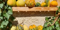 v-mozirskem-gaju-se-je-zacela-tradicionalna-razstava-buc-velikank-in-jesenskega-cvetja