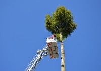 (FOTO) Najvišje drevo v Murski Soboti dobilo novo podobo