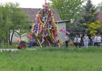 (FOTO) Gančki majoš stoji tudi letos