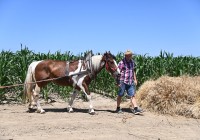 (FOTO) V Bolehnečicih potekala prireditev Od zrna do krüha