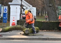 (FOTO) V mestnem parku odstranili dve drevesi, nevarni za promet