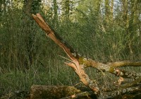 (FOTO) Močan veter v Fazaneriji podiral drevesa