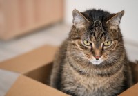 Video: Zakonca po nesreči zaprla mačko v škatlo in jo odposlala