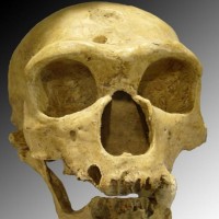 neandertalec, lobanja