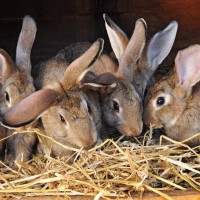 Iz odklenjenega hleva ukradel 15 zajcev