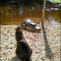 aligator macka