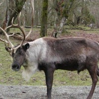 reindeer