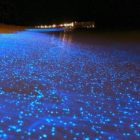 Maldivi fitoplankton