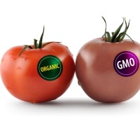 genetically-modified-food1