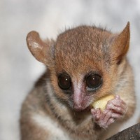 Lemur 1