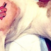 Pes tetovaža